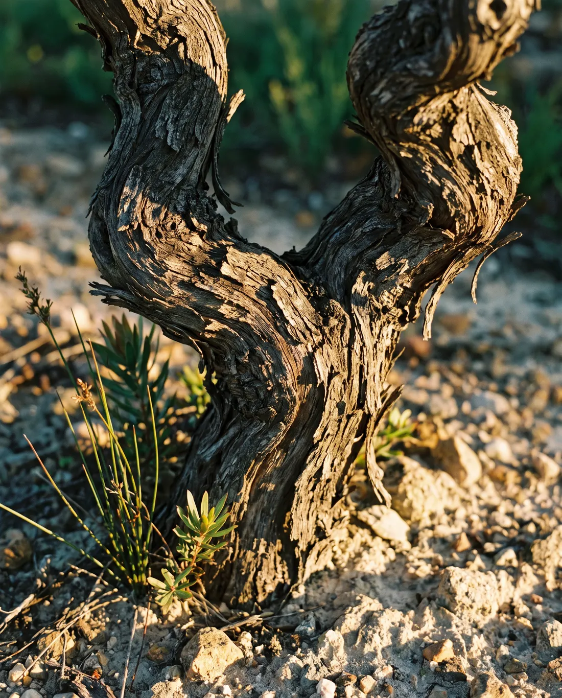 A gnarled old bush vine rising from pale granite soil